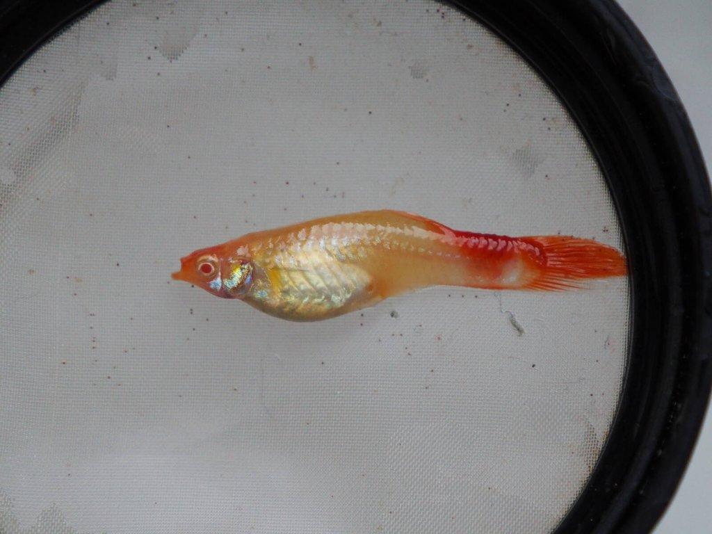 Paví Oka var. Koi