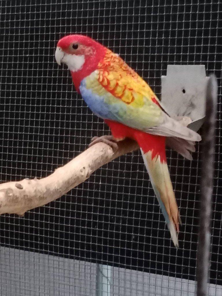 Prodám roselu gold gold opalin