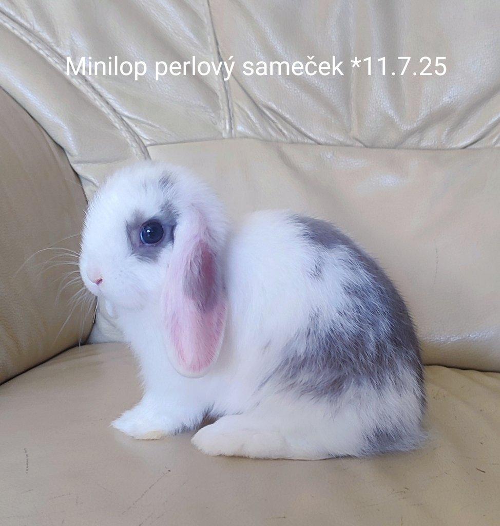 Zakrslý beránek Minilop