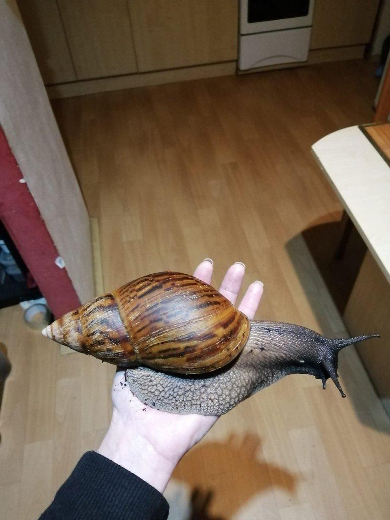 Africký šnek Achatina Achatina Ghana F1