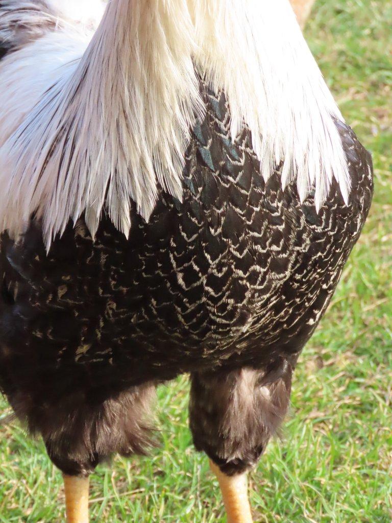 Vlaška stříbrně zbarvená