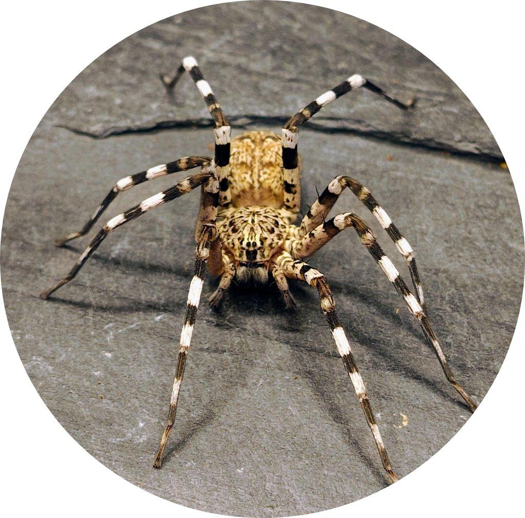 SpidersForge  for Ostrava 31.08 Proeders -15% or safe shiping