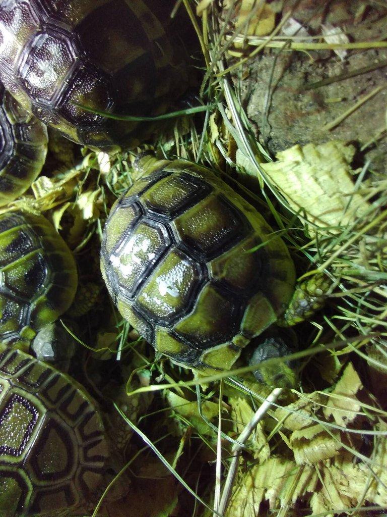 Odchov želvy zelenavé. Vroubené. Žlutohnědé