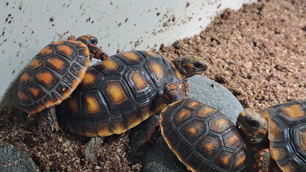 Želva uhlířská-Geochelone carbonaria