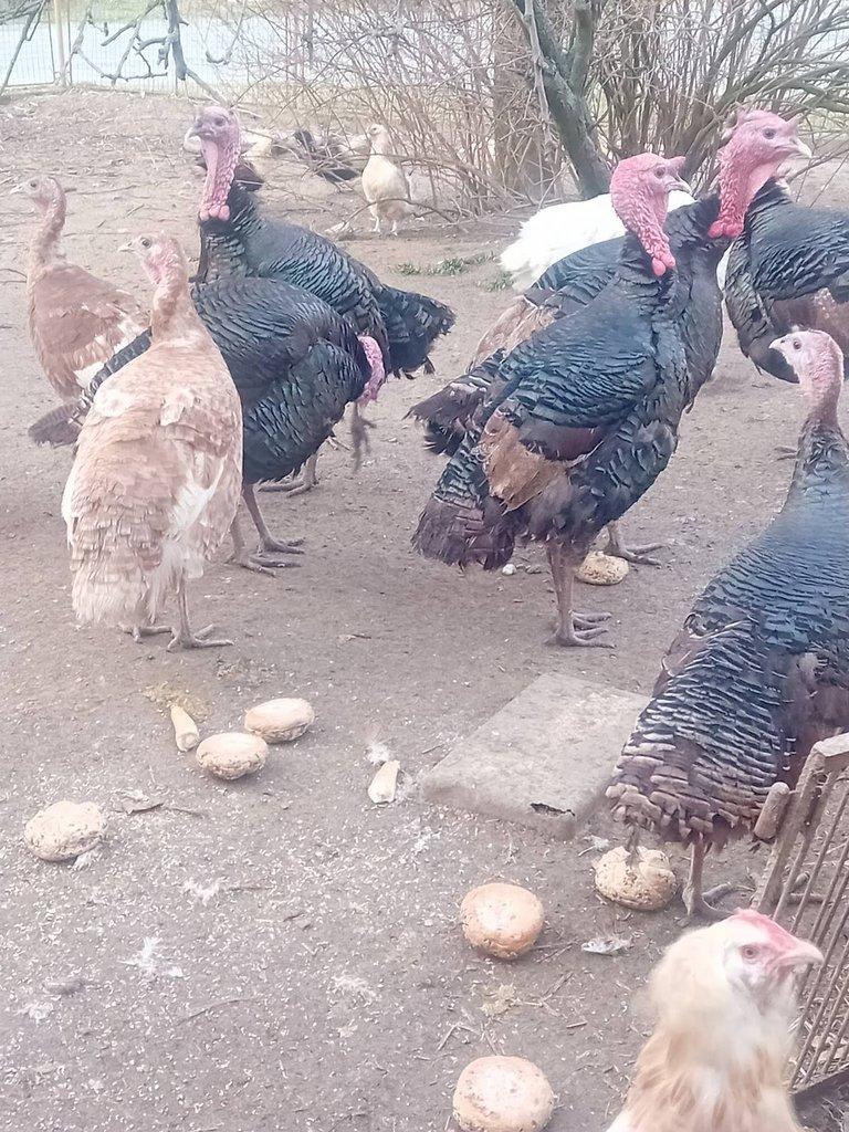 Násadová vejce krůta