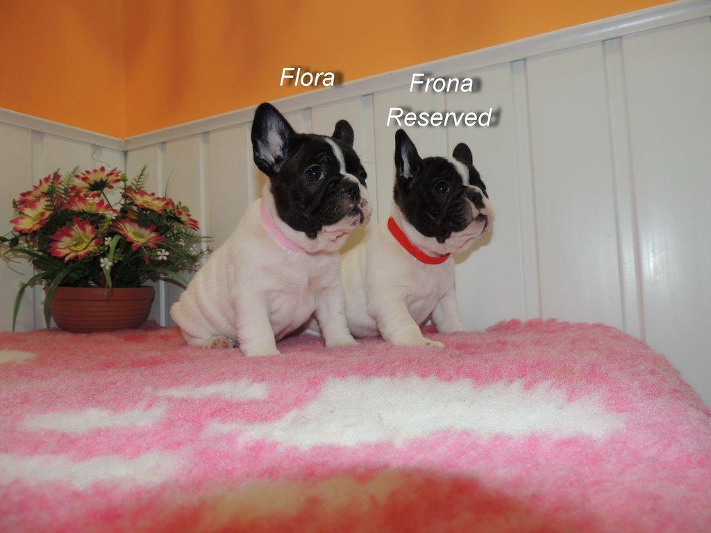 Francouzský buldoček s PP.