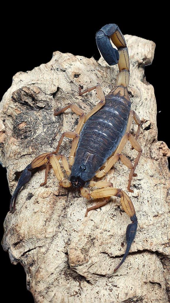 Centruroides bicolor