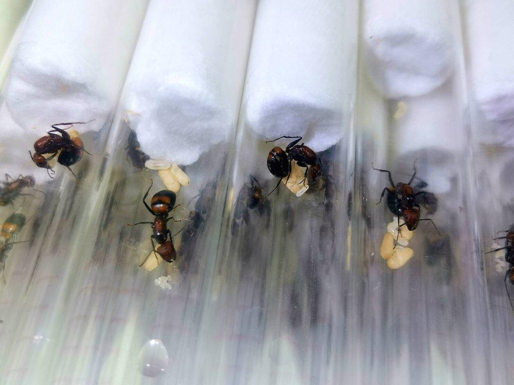 Asijské mravenčí královny a kolonie, mladé královny Camponotus nicobarensis