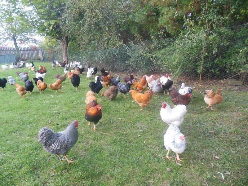 Slepičky Wyandotky zdrobnělé na vajíčka i na okrasu