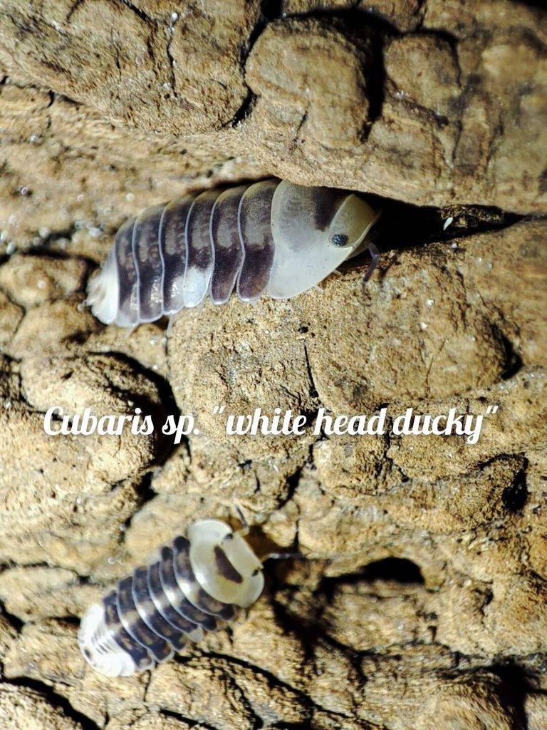 Obrovská sbírka isopod