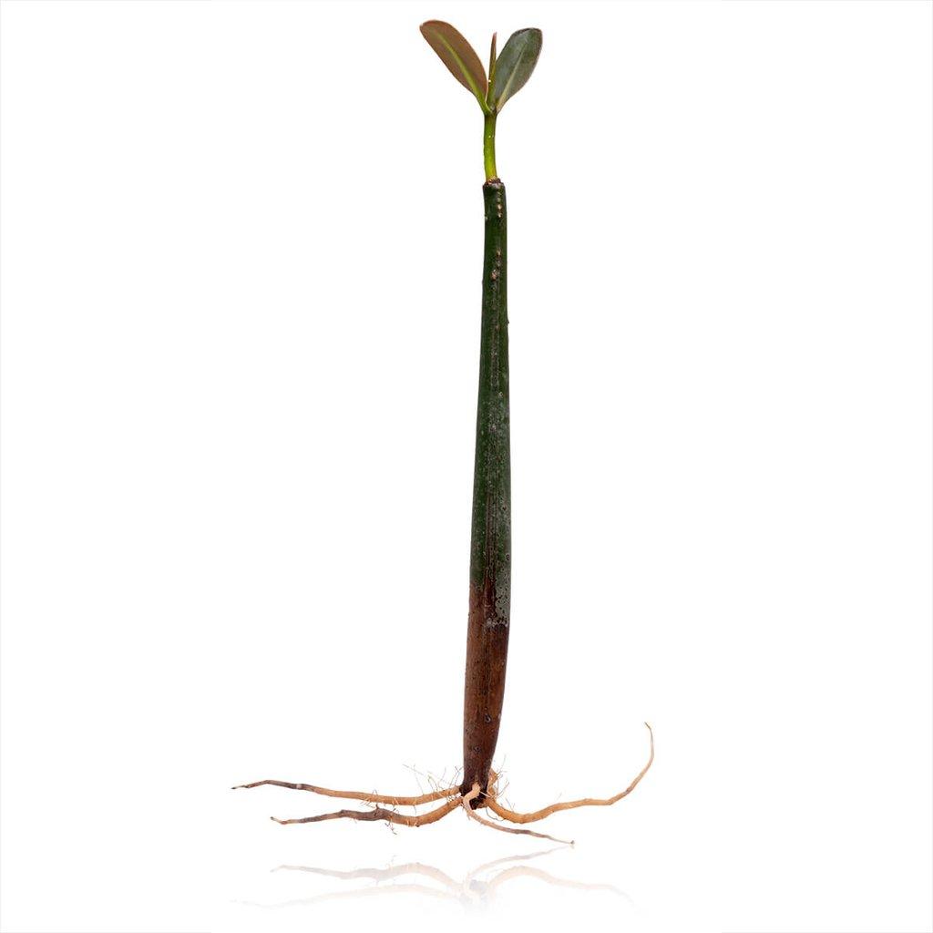 Mangrovník červený (Rhizophora mangle).