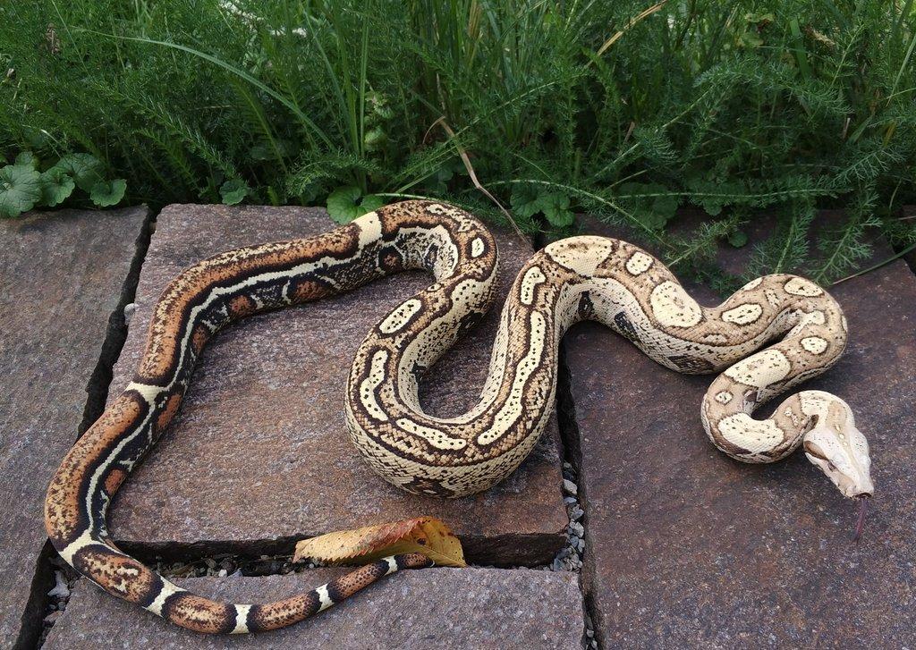Boa imperator - Jungle Ghost het VPI, VPI Jungle