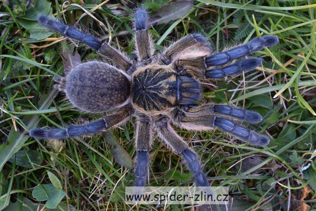 Samice P. victori, D.pentaloris, A. rufus, B. simoroxigorum a mnoho dalších zajimavých sklípkanů