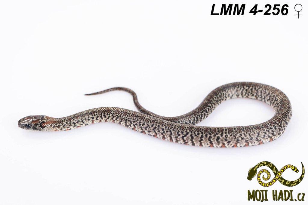 Lampropeltis mexicana mexicana - Korálovka mexická 2024