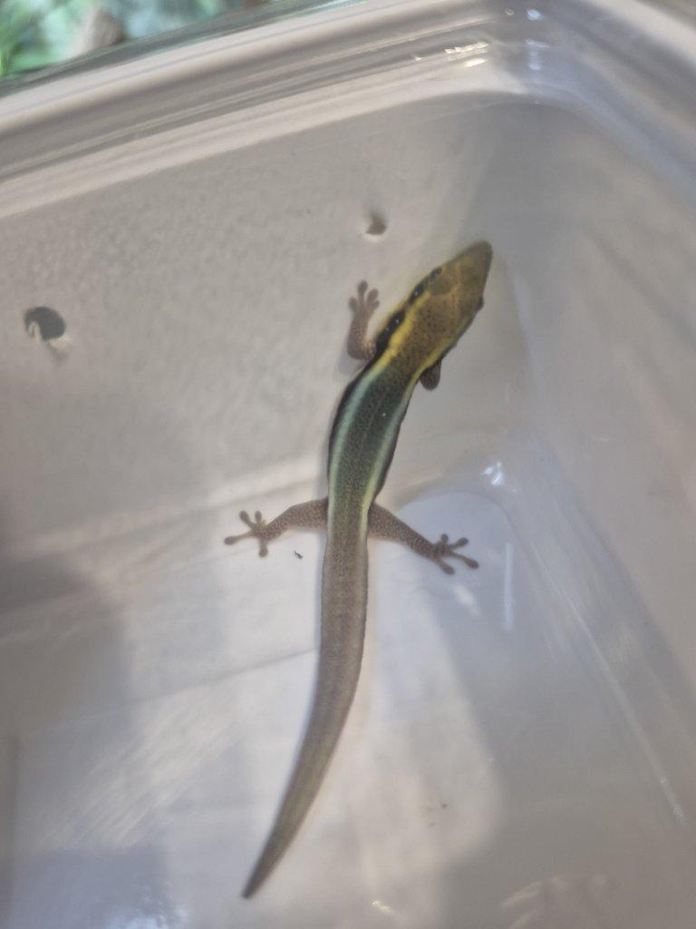 Tria : Gastropholis prasina a Anolis Barbatus