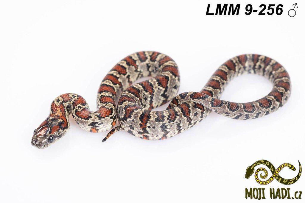 Lampropeltis mexicana mexicana - Korálovka mexická 2024