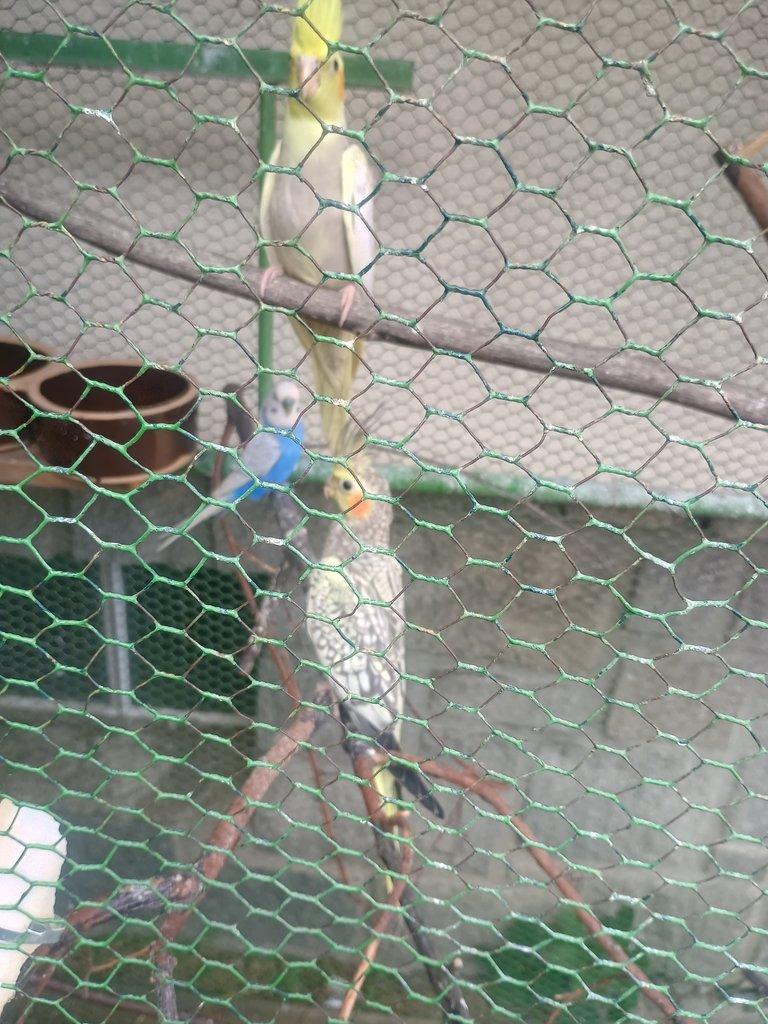Korela, andulka