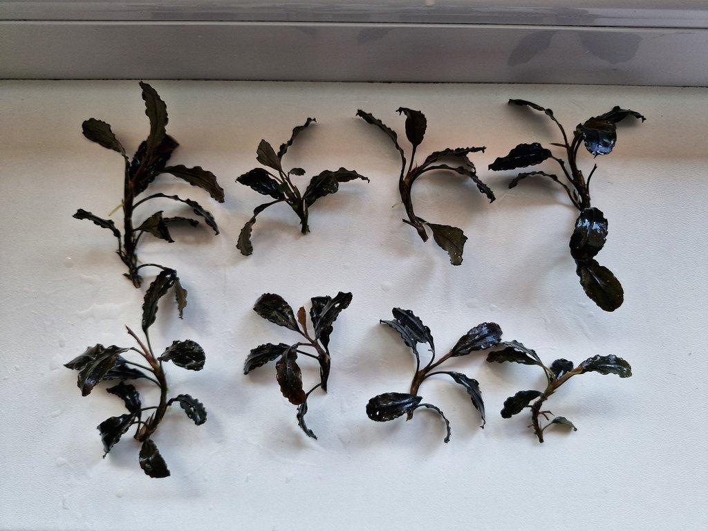 Becephalandra