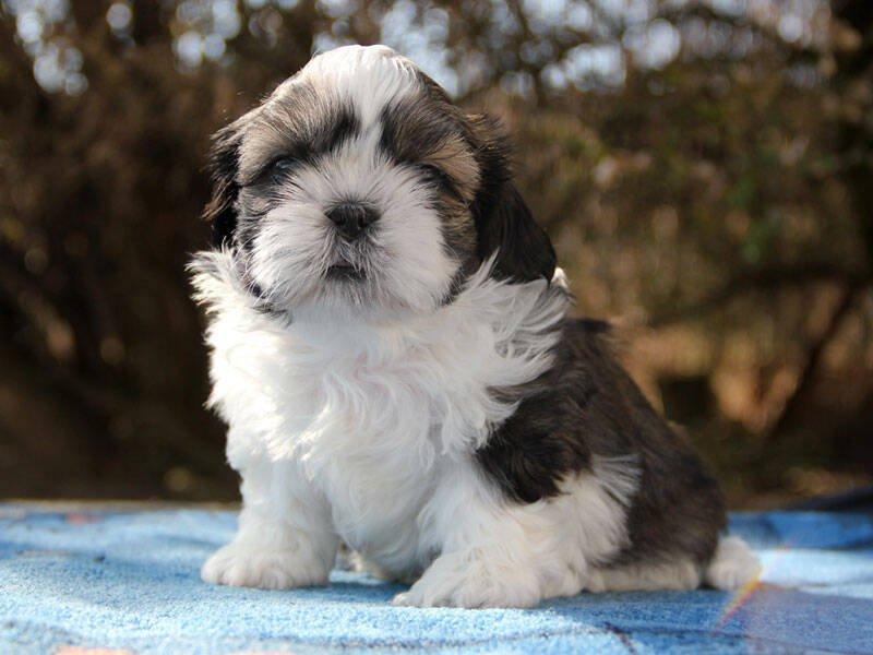 Shih-tzu, ši-tzu, ši-cu - štěňátka s  PP FCI