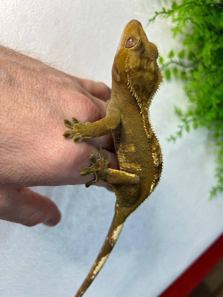 Pagekon řasnatý- Correlophus ciliatus