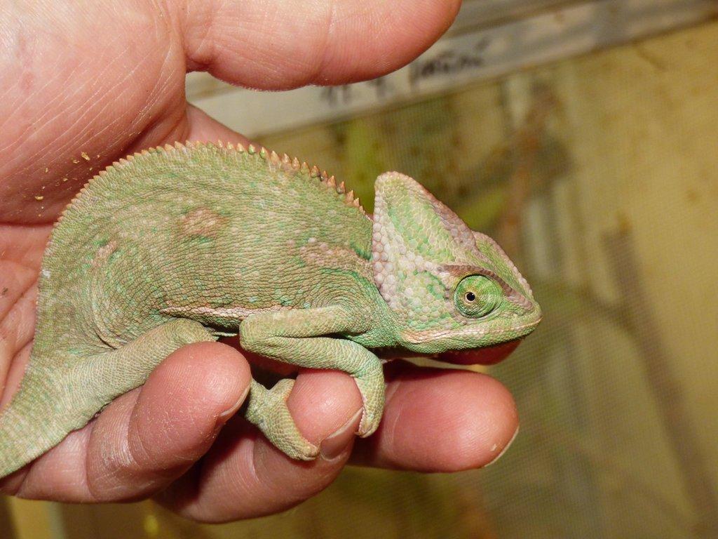 Chameleon jemenský (Chamaeleo calyptratus)
