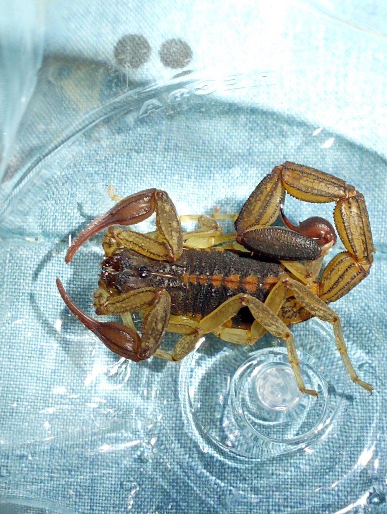 Centruroides fallassisimus