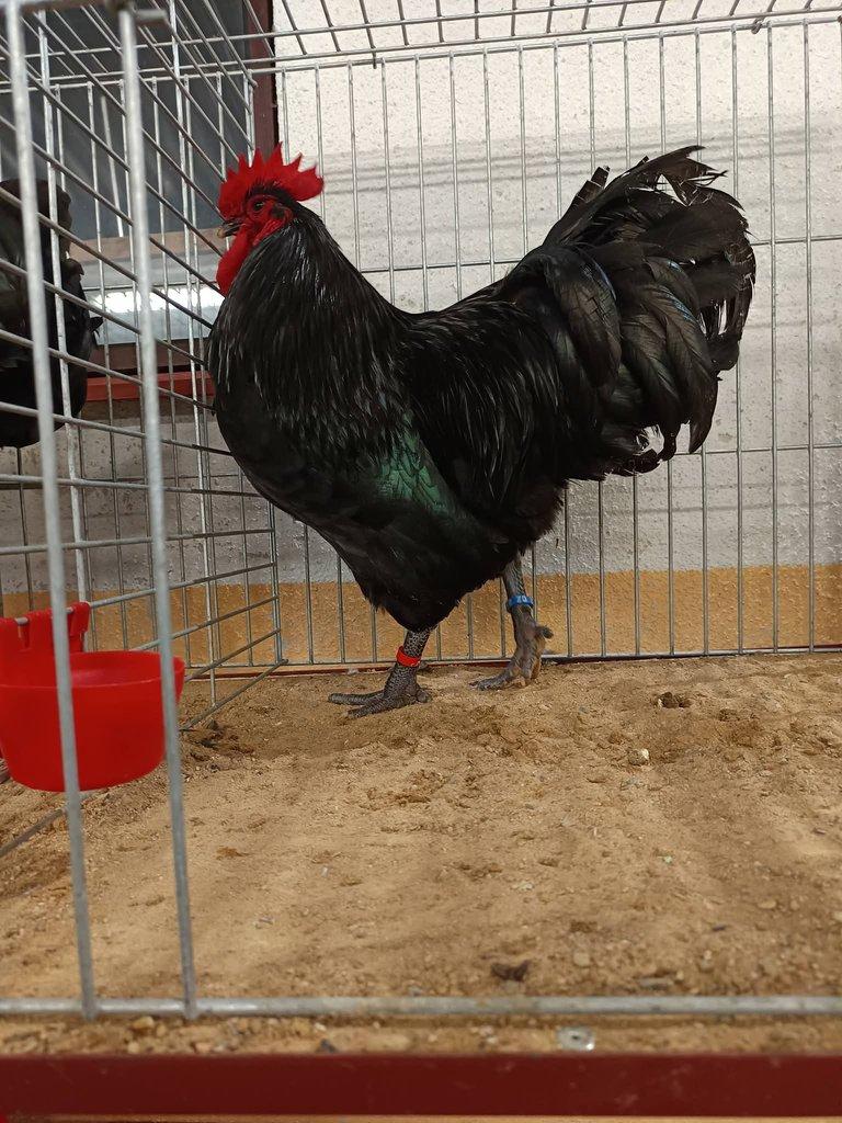 Násadová vejce Australky velké černé a modré s lemy