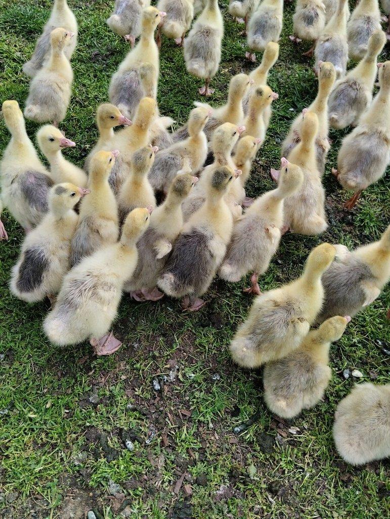 Housata husy německé nosné