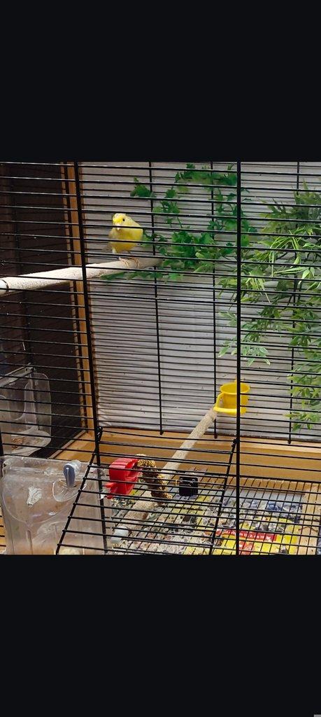 Daruji samičku kanárka