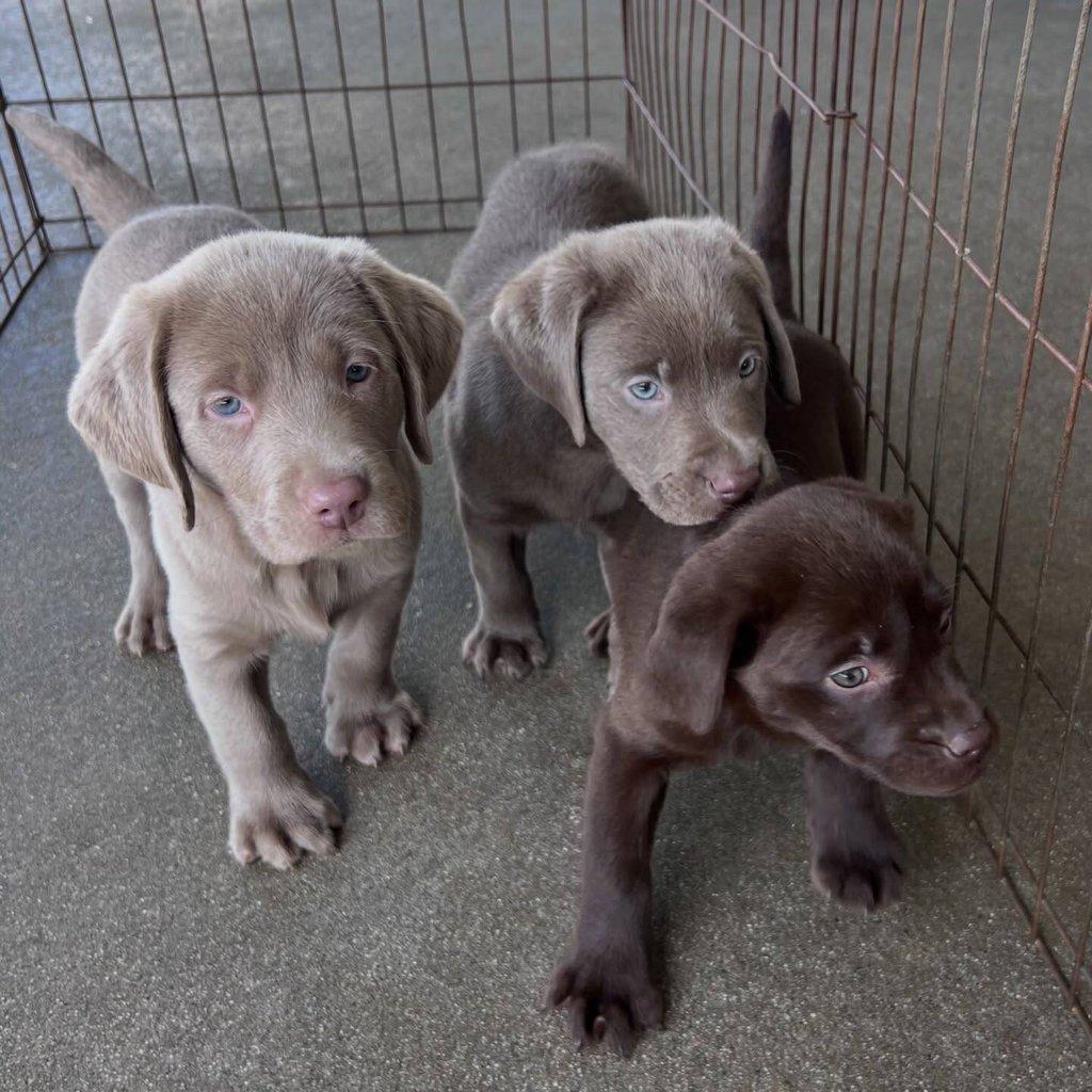 Labradorský retrívr..