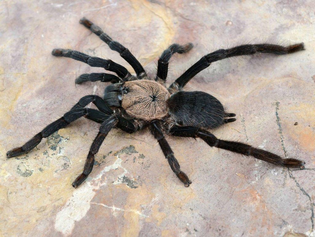 Sklípkani na Živou Exotiku a ZOO Trhy