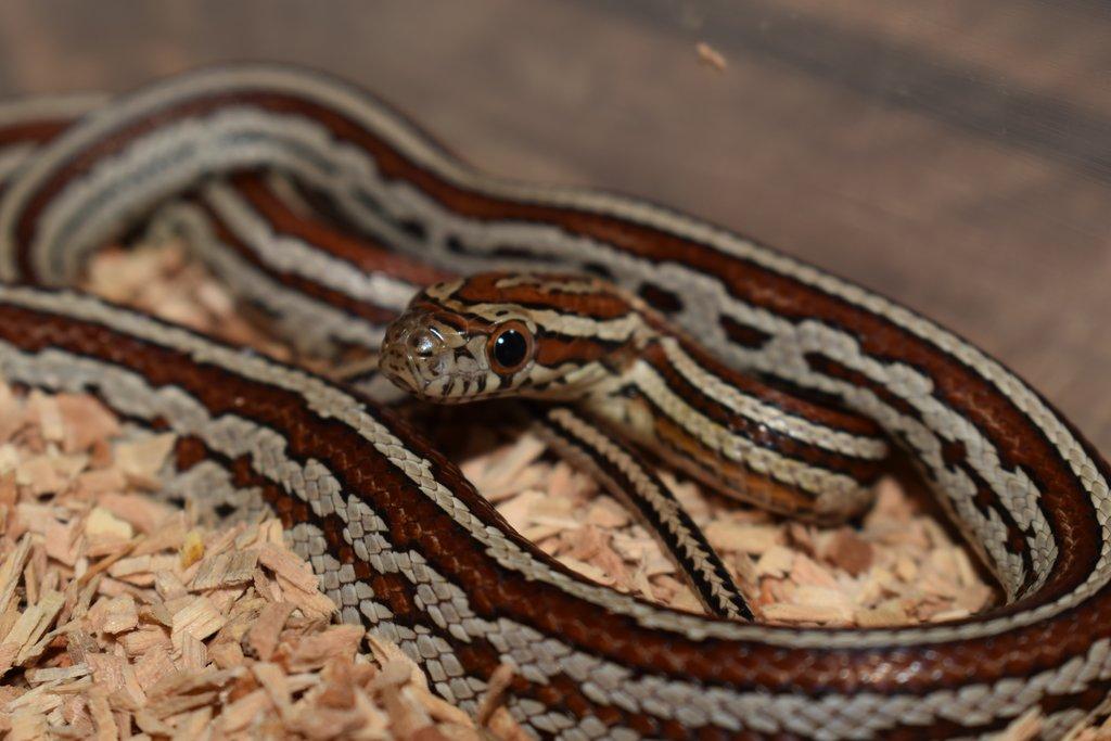Užovka červená - 1,0 - Miami Phase Tessera - Pantherophis (elaphe) guttatus
