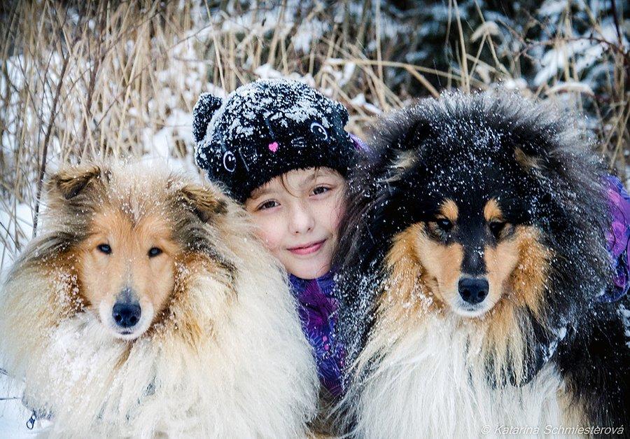 Dlouhosrstá kolie - štěňátka s PP