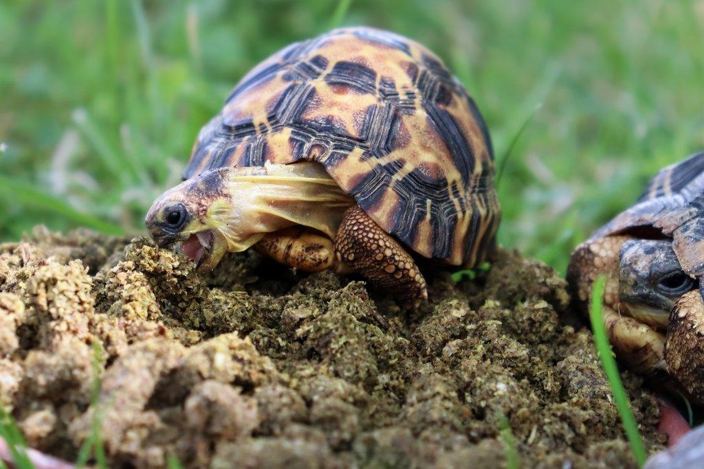 Granule pro herbivorní želvy značky Pamlsek.vet