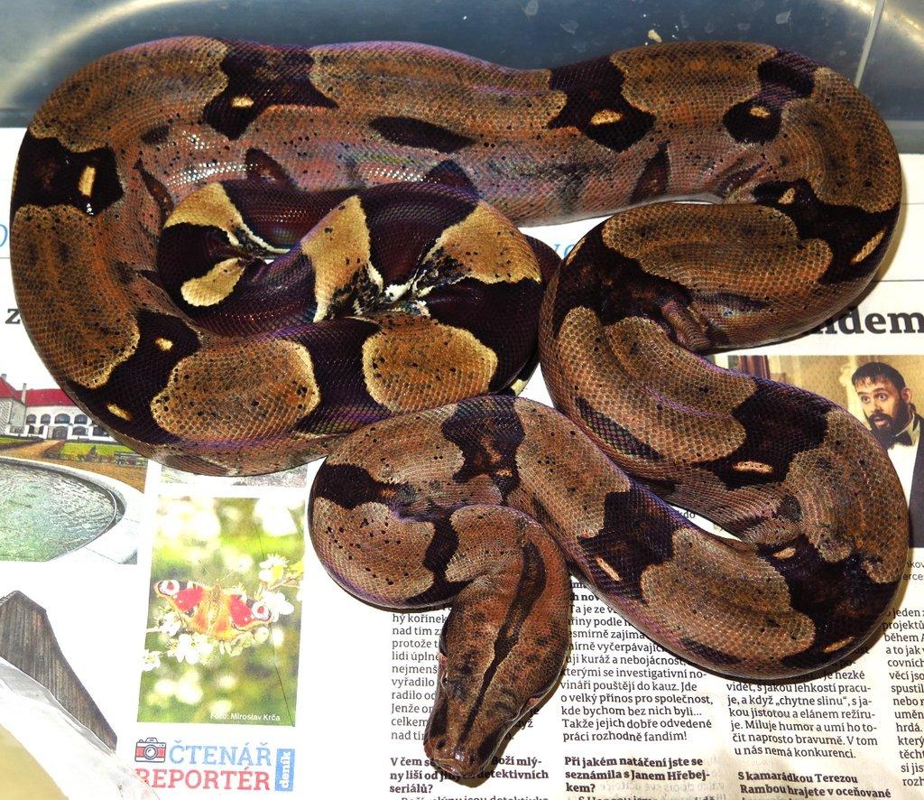 Boa c. constrictor Guyana
