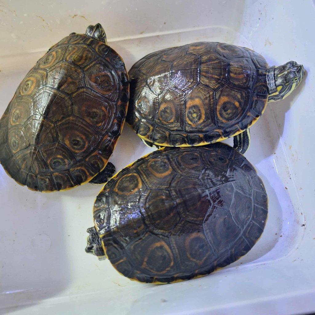 Prodám želvy
