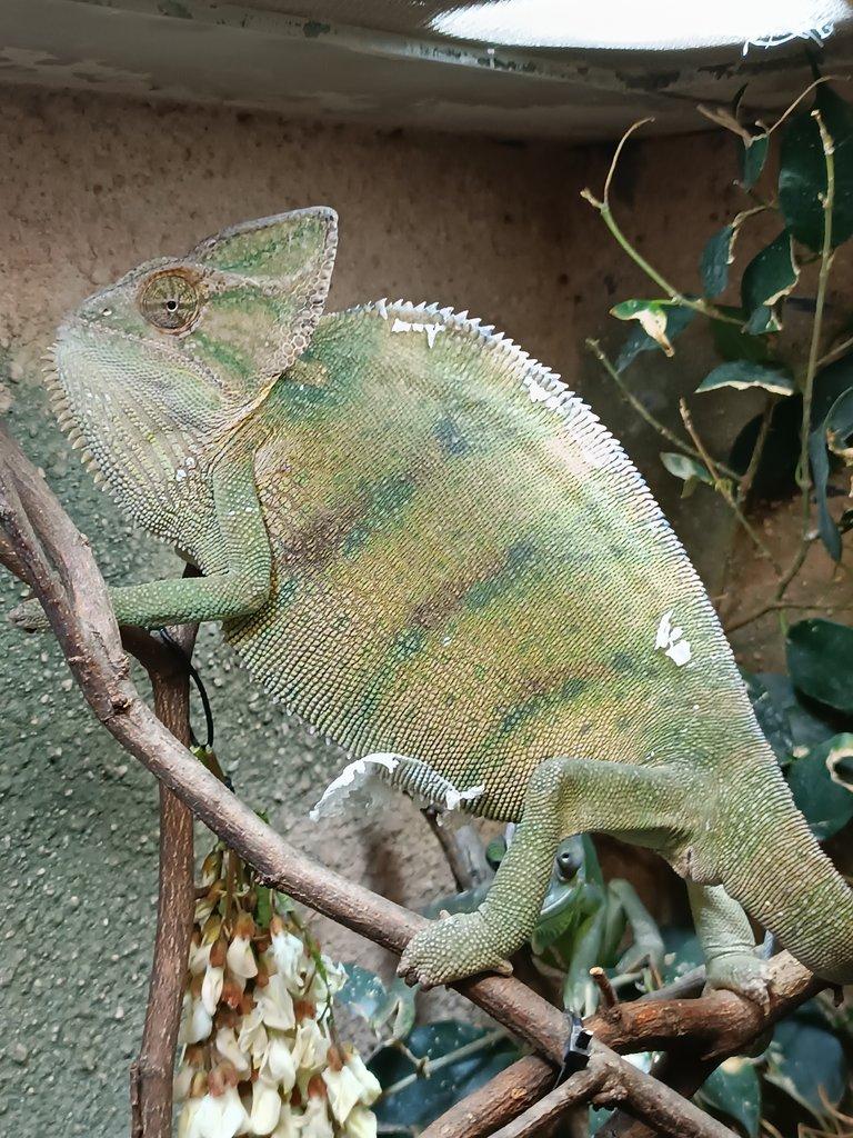 Chamaeleo calyptratus calcarifer