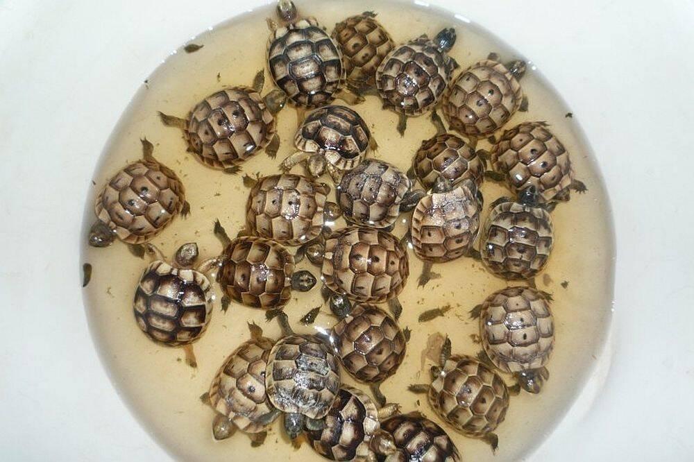 Suchozemská želva žlutohnědá a vroubená