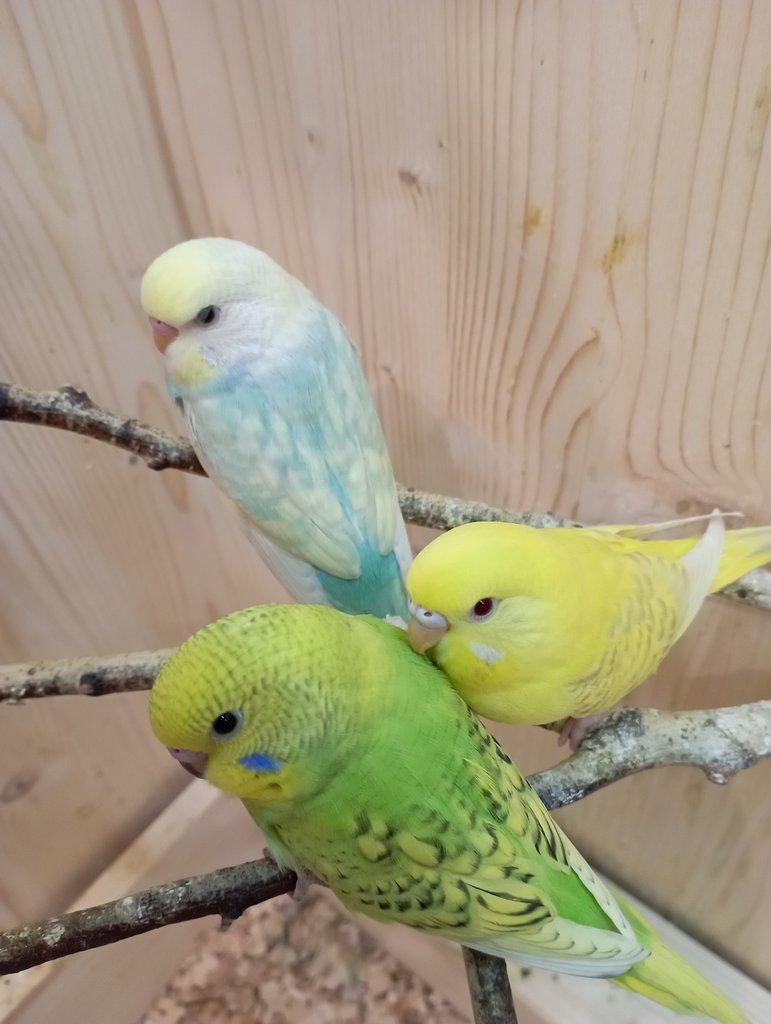 🐦 Mláďata andulek – z domácí voliéry
