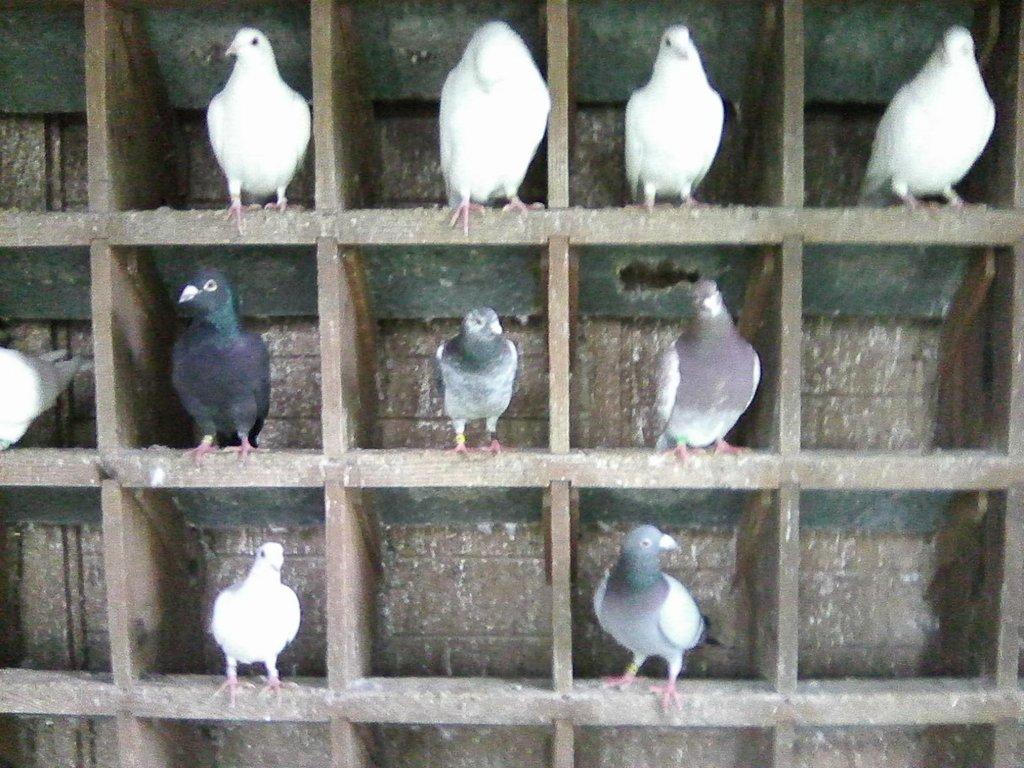 Poštovní holubi