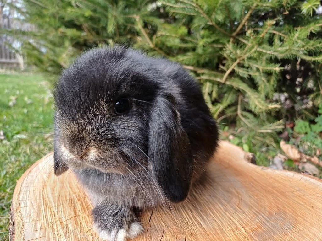 Mini Lop