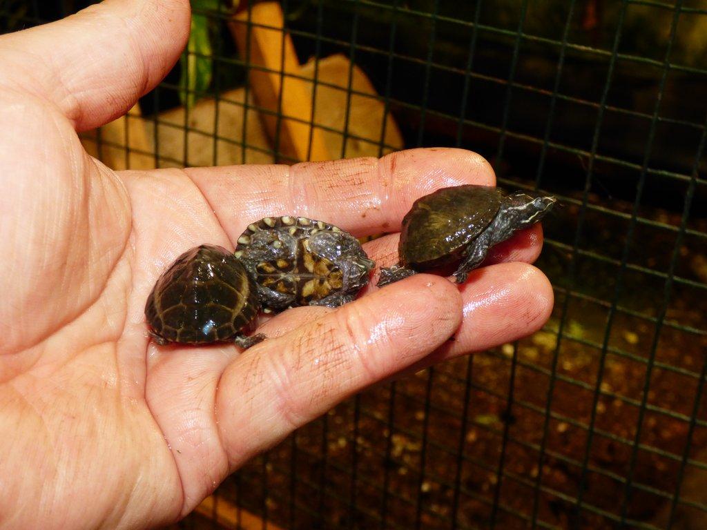 Klapavka obecná (Sternotherus odoratus)