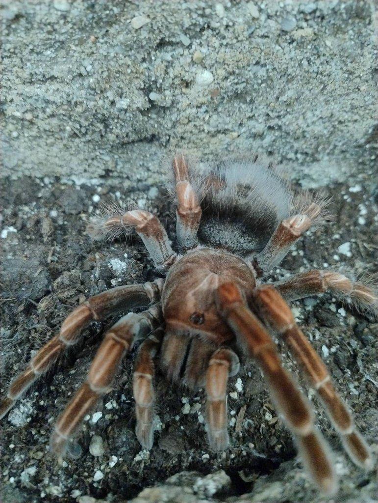 Pamphobeteus platyomma 4.svlek