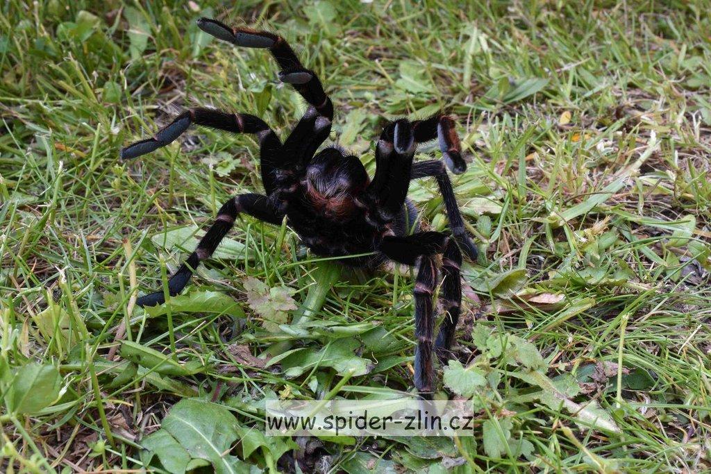 Samice P. victori, D.pentaloris, A. rufus, B. simoroxigorum a mnoho dalších zajimavých sklípkanů