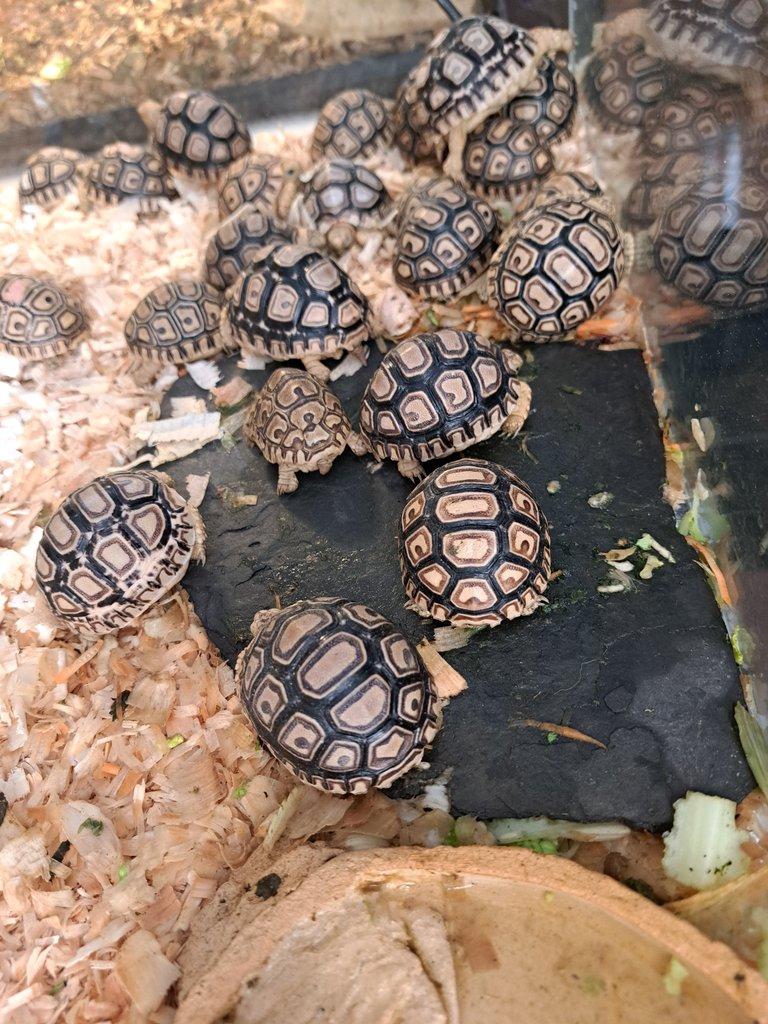 Suchozemská želva pardálí (Stigmochelys pardalis)