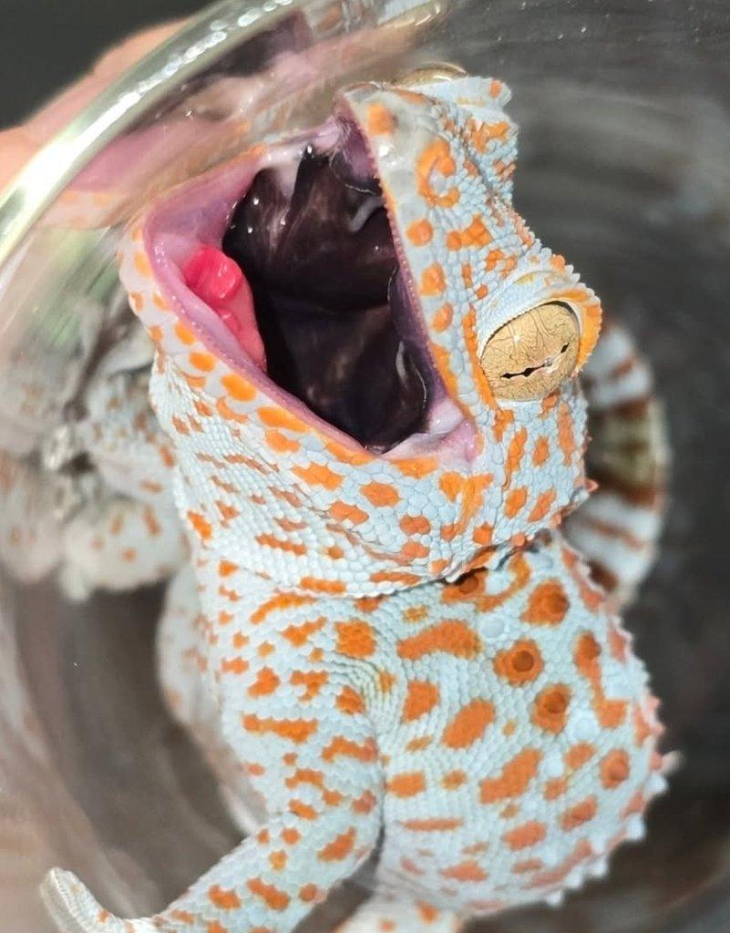 Gekko gecko - nabídněte