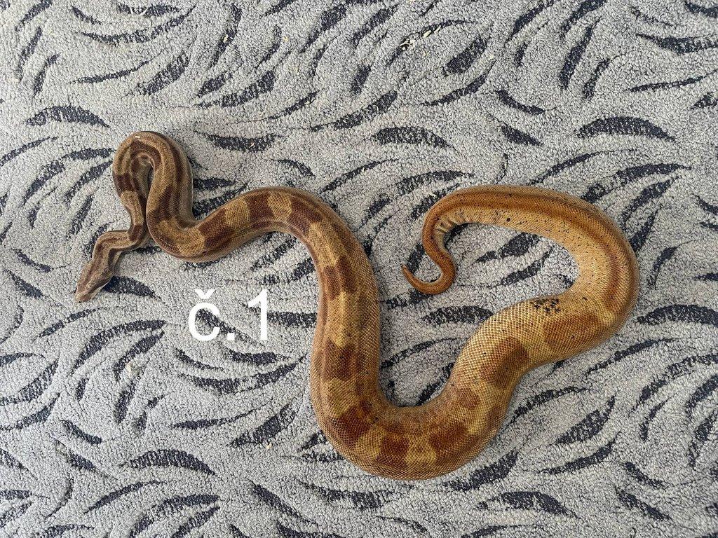 Boa constrictor - Hroznýš královský