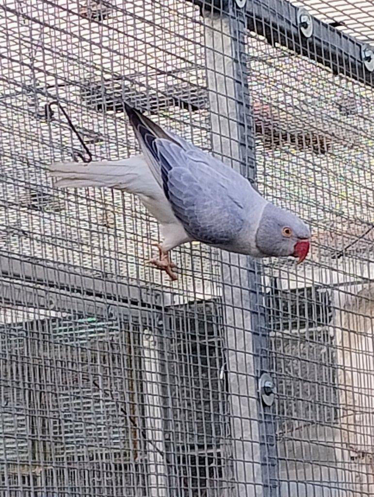 2f Violeta ho na opalin loňský samec