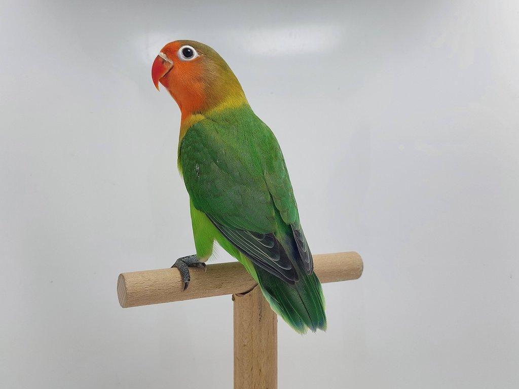 Agapornis fischeri