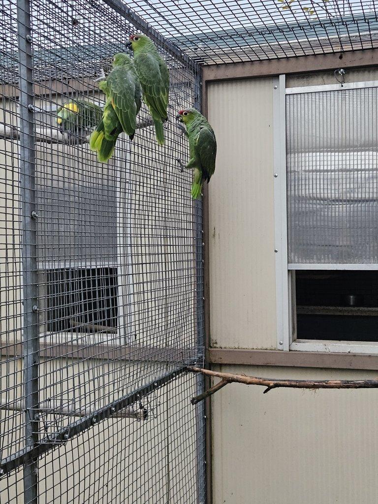 Amazoňan Modročelý žltolíci